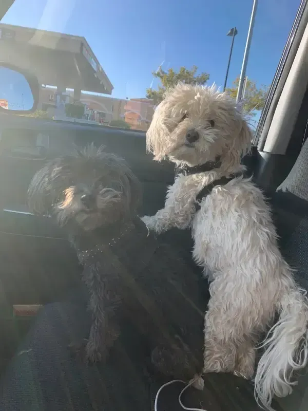 Two small dogs in a car seat, one black and one cream, looking out the window in sunlight