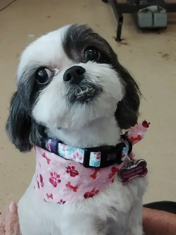 Small black-and-white dog in a pink paw-print bandana, tilting its head indoors.