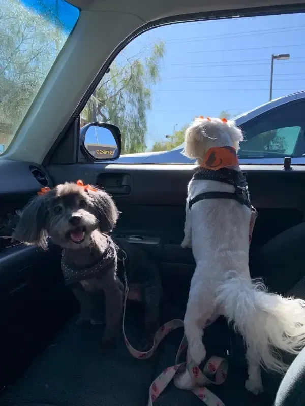 Two dogs in a car, one black and white sitting with tongue out, one white standing and looking outside