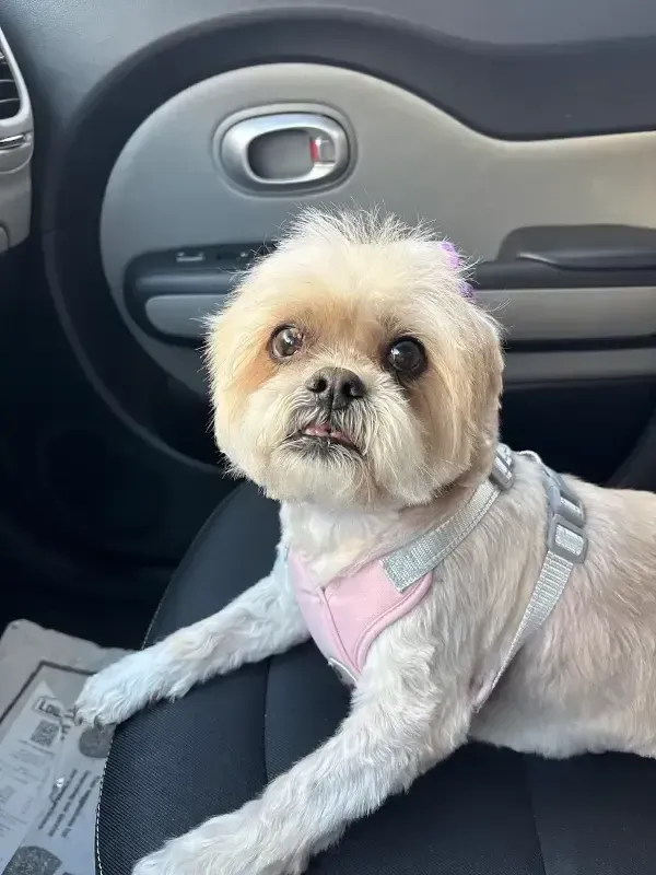 Small dog in a pink harness sitting in a car passenger seat, looking at the camera.