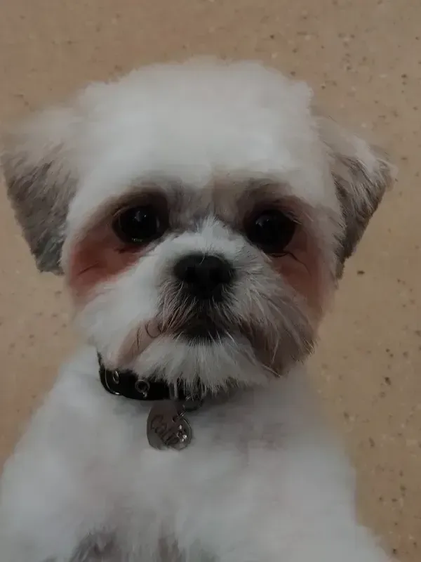 Small white fluffy dog with dark ears and a black collar, looking at the camera.