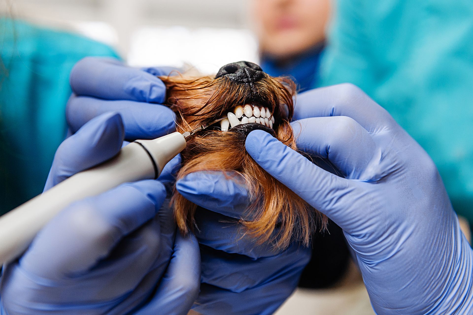 Dog Teeth Cleaning Signs That Indicate Immediate Care