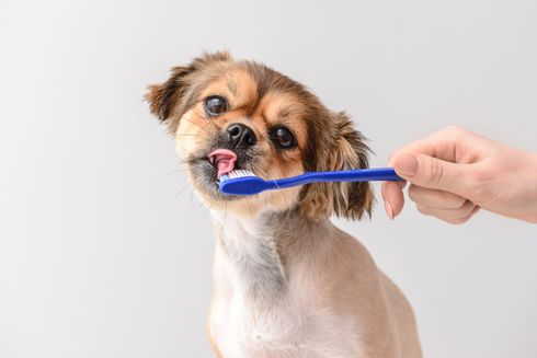 Small brown dog licking a blue toothbrush held by a hand against a light background