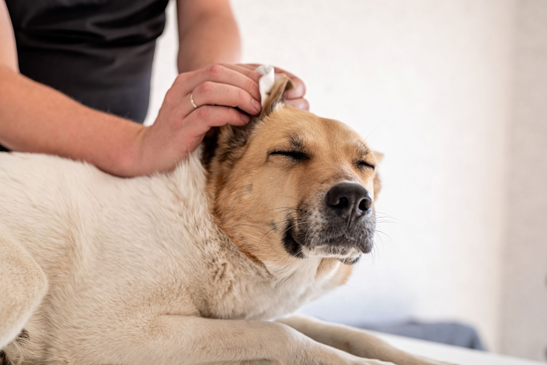 Person scratching a relaxed dog's ear on a couch