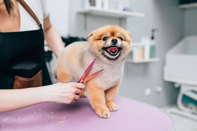 Small fluffy dog being groomed on a pink table in a pet salon