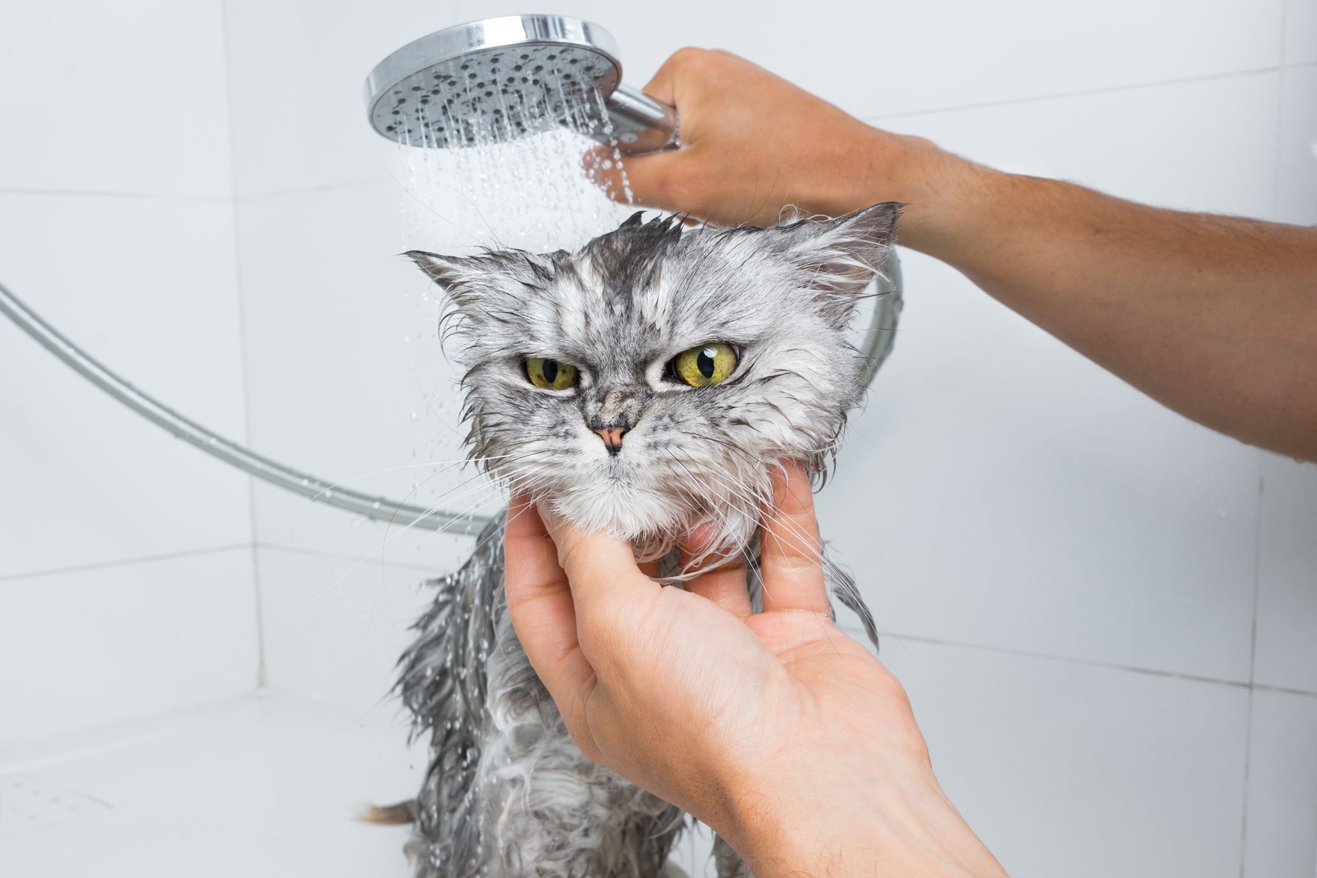 Gray cat being bathed in a shower, held by hands under running water