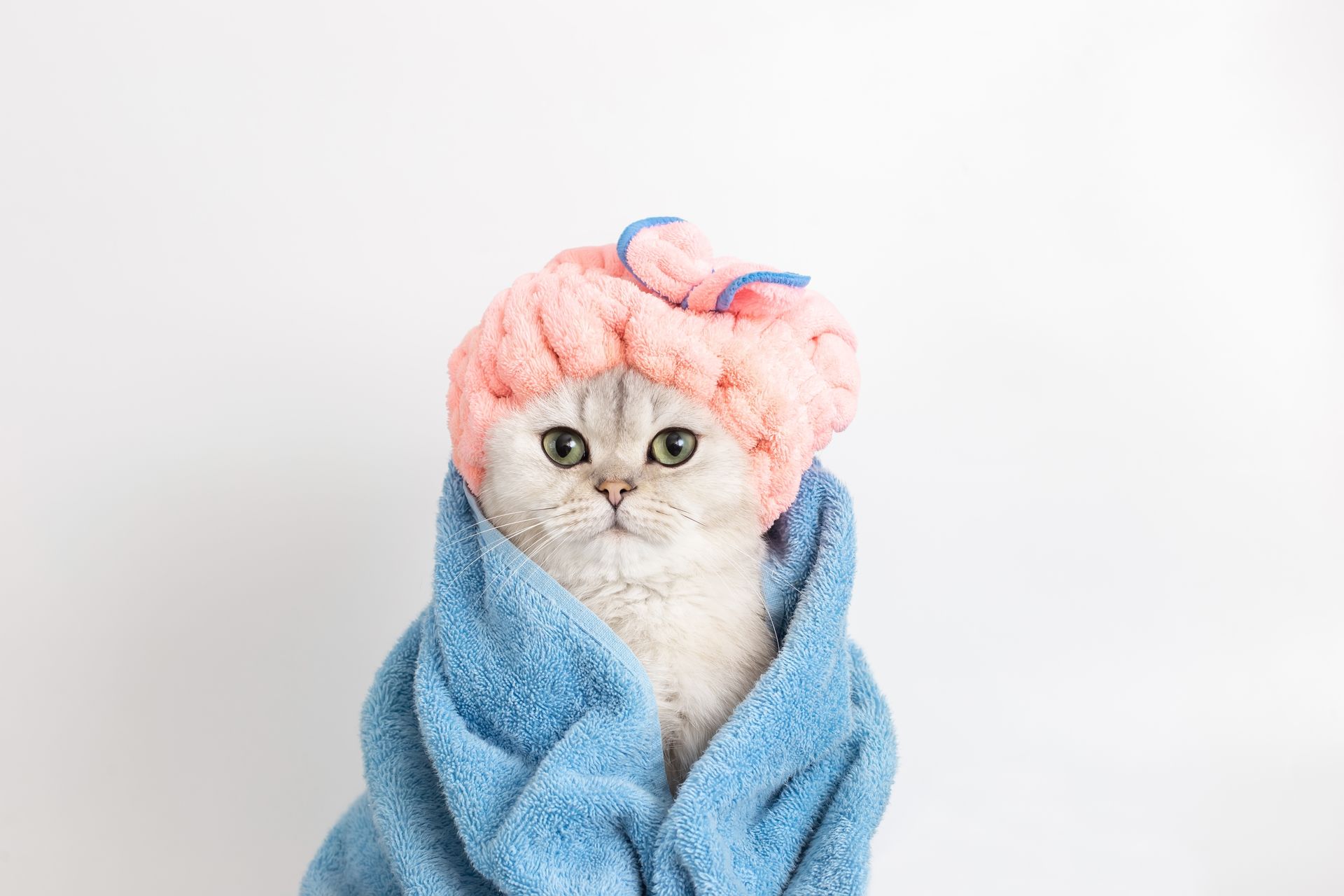 Gray cat wrapped in a blue towel, wearing a pink shower cap on a white background