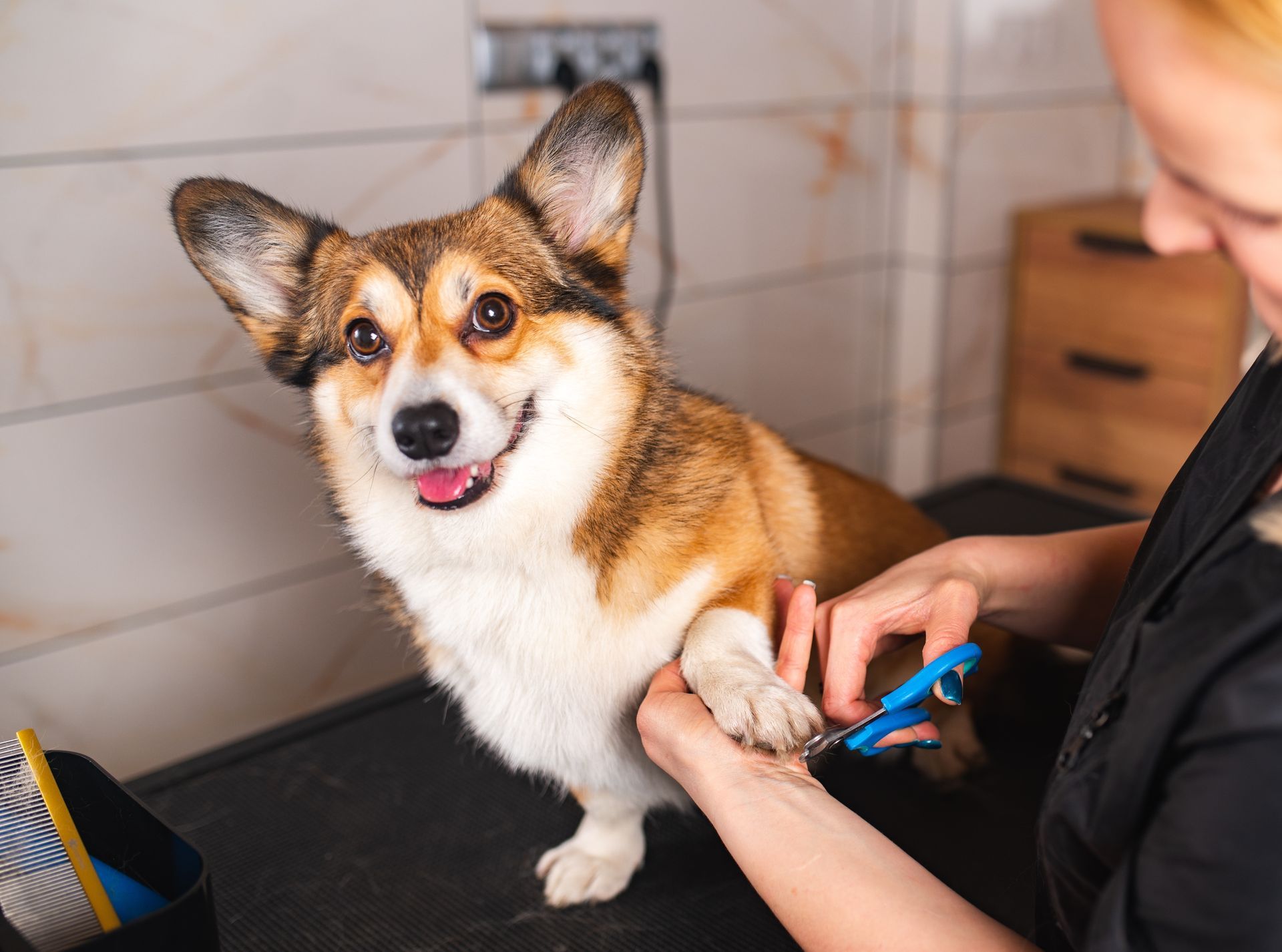 Person grooming a smiling corgi on a table with blue clippers indoors