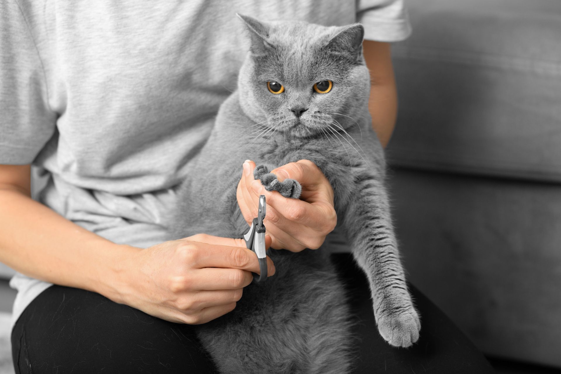 Person trimming a gray cat’s claws on a couch