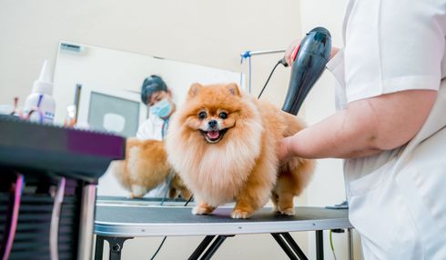 Fluffy orange dog on a grooming table, smiling while a groomer trims its fur