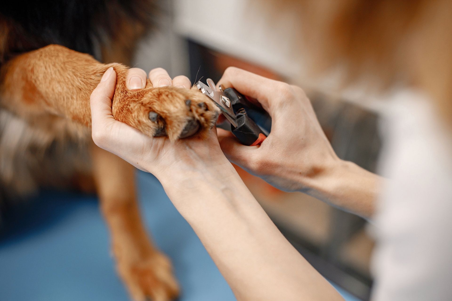 Person trimming a small dog’s nails with clippers