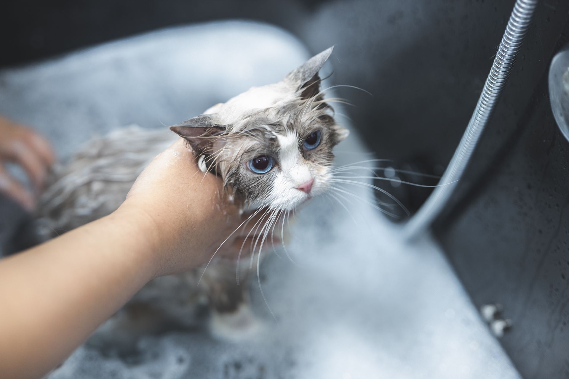 Wet cat being bathed in a sink, with soap suds and a hand holding it steady