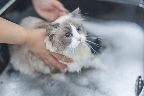 Small fluffy kitten being bathed in a sink, held gently with soapy water around it