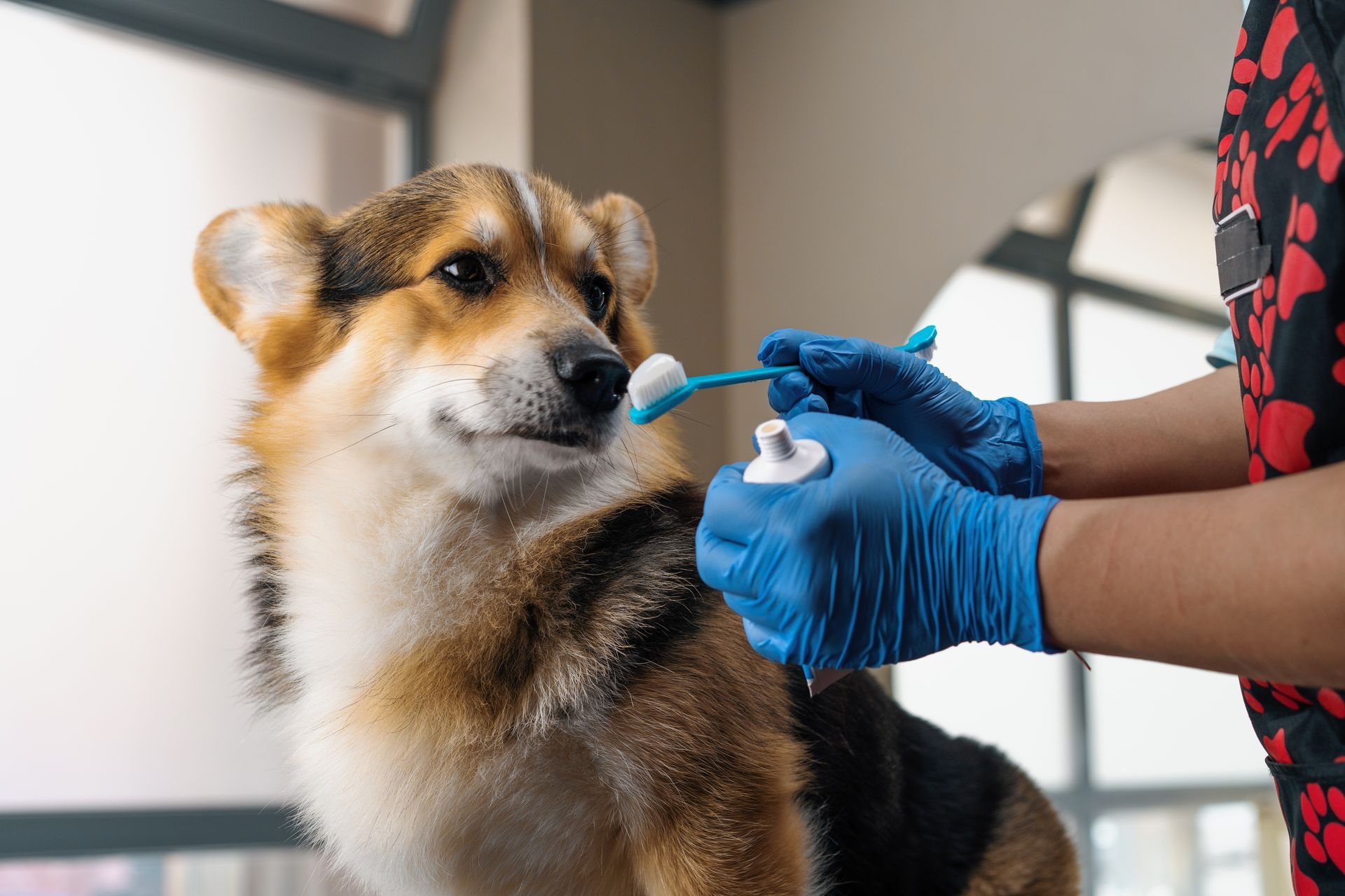 Dog getting dental care from a gloved person holding a toothbrush