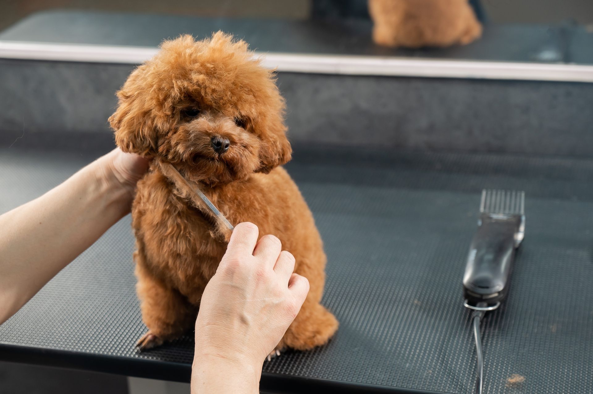 Small brown poodle being groomed on a table, with hands brushing its fur next to a comb.