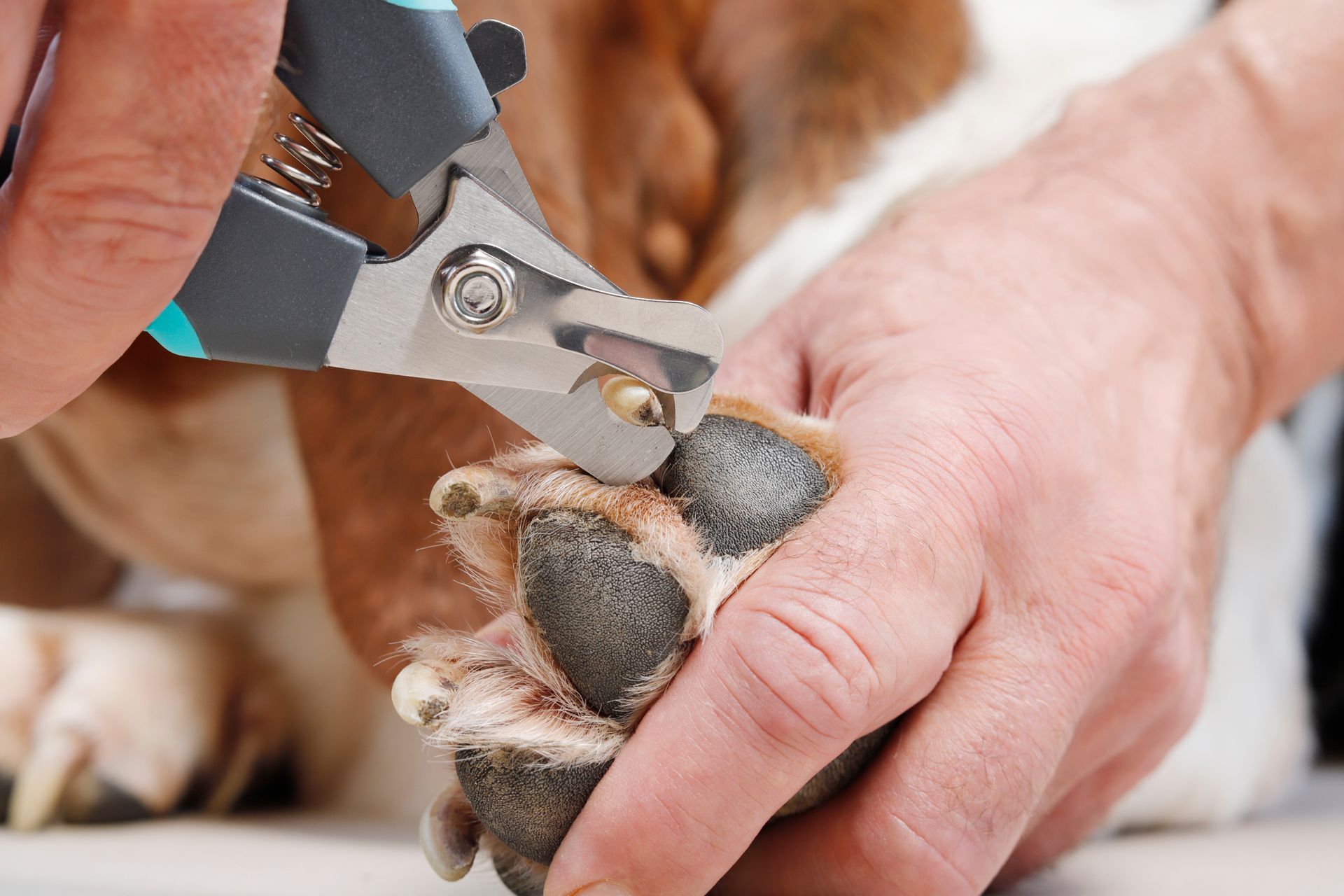 Veterinarian trimming a dog’s paw nails with clippers