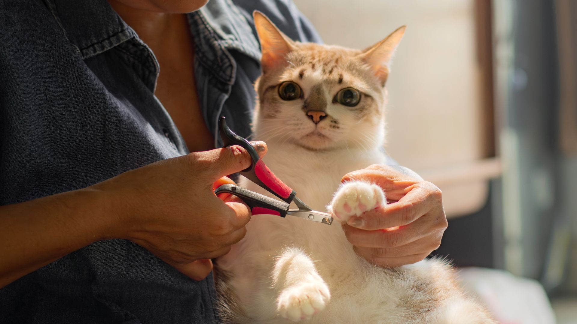 When to Trim Your Cat’s Nails for Optimal Comfort