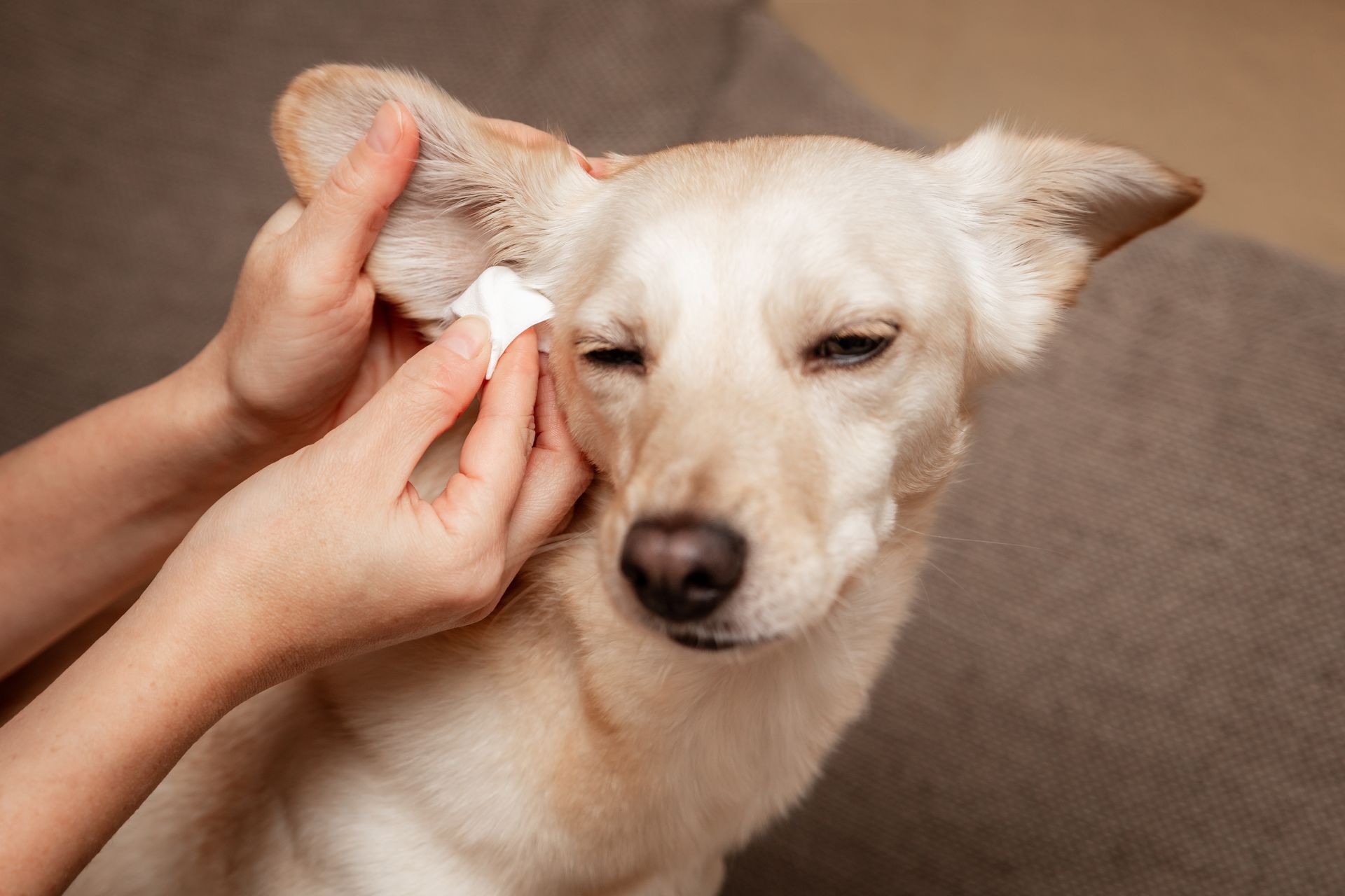 Hand cleaning a small cream-colored dog’s ear with a cotton pad