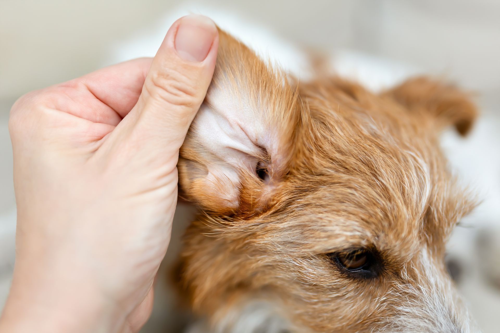 Hand gently scratching a small brown-and-white puppy behind the ear