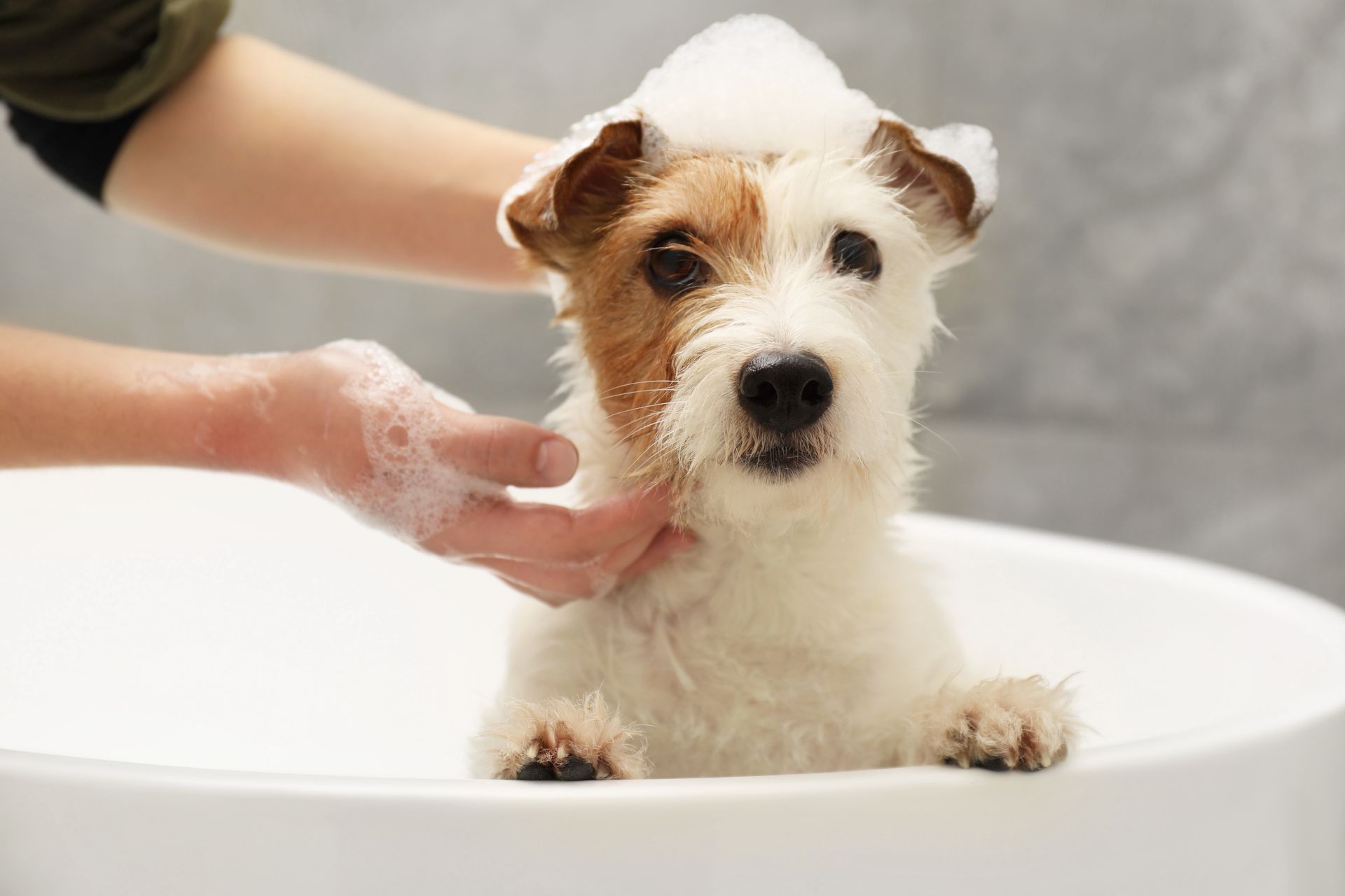 Small wet puppy being bathed in a tub, with soap on its head and a hand washing it.