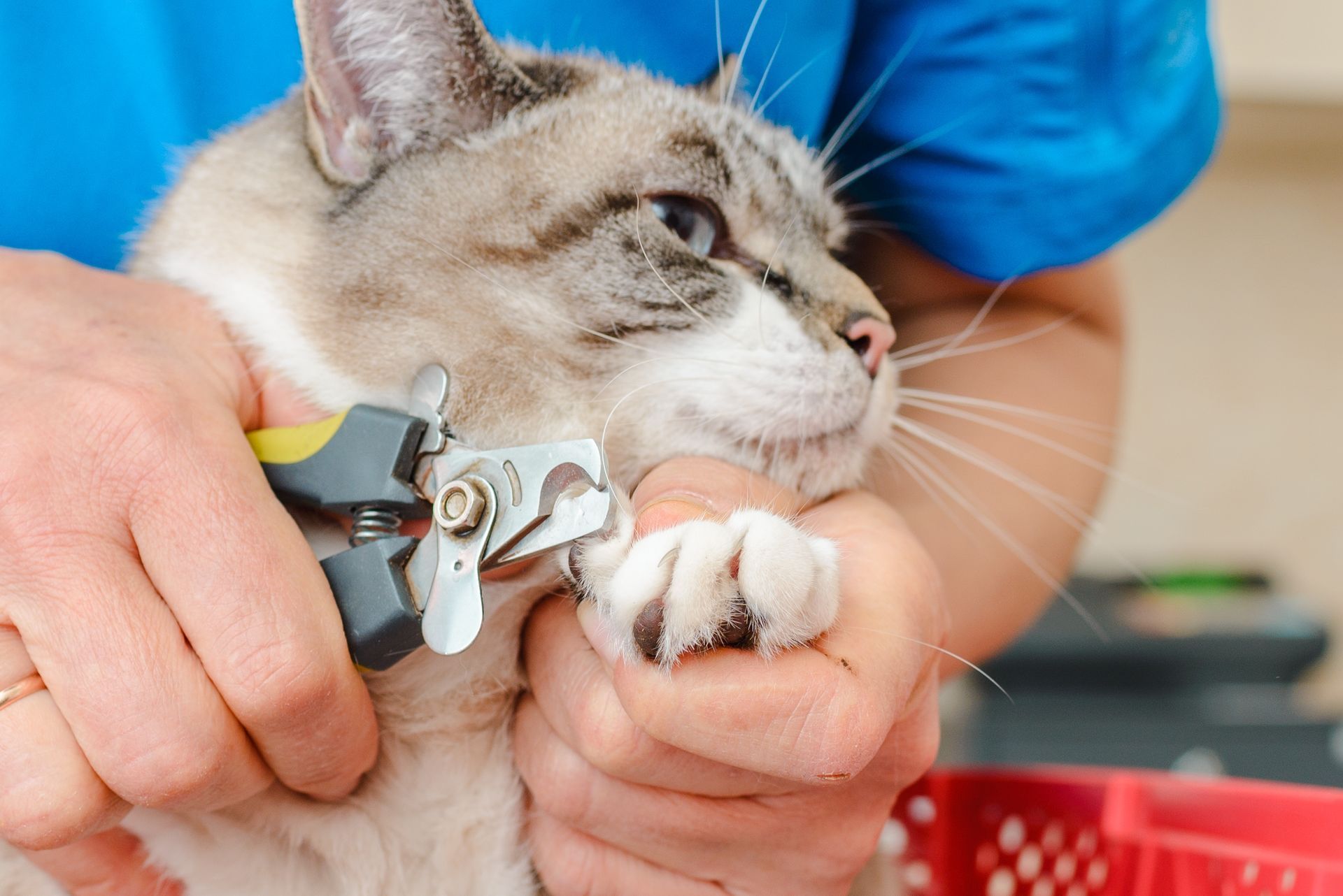 Vet clipping a cat’s claws with nail clippers, close-up on the cat’s paw and face