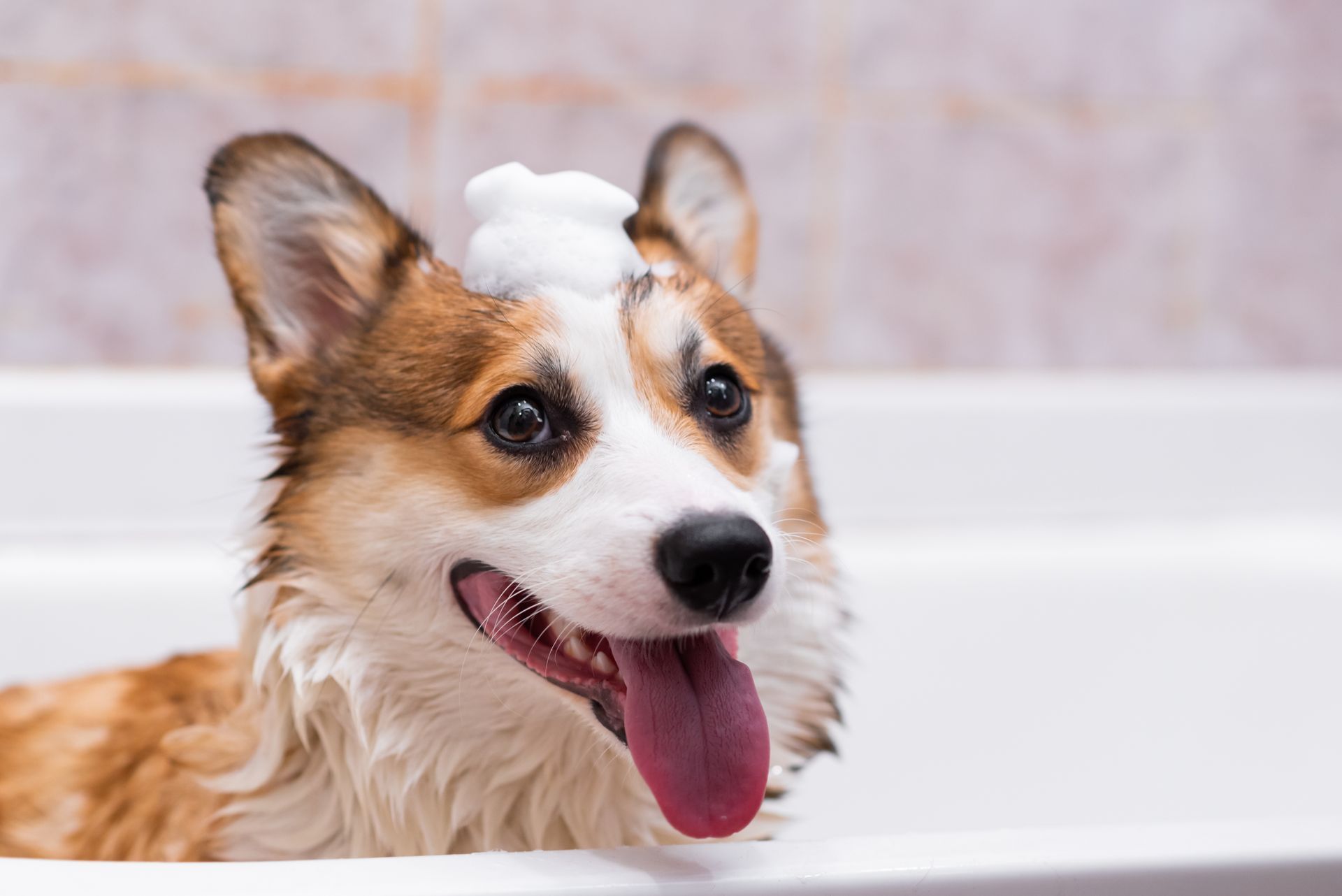The Role of Dog Bathing in Preventing Infections