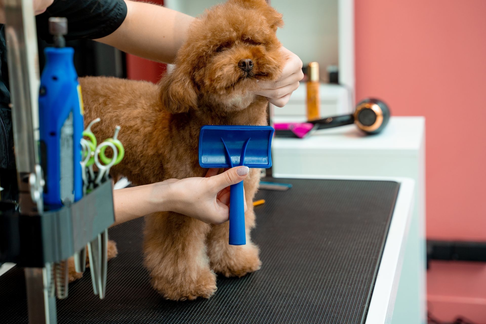 Brown poodle being groomed on a black table with a blue brush in a pet salon