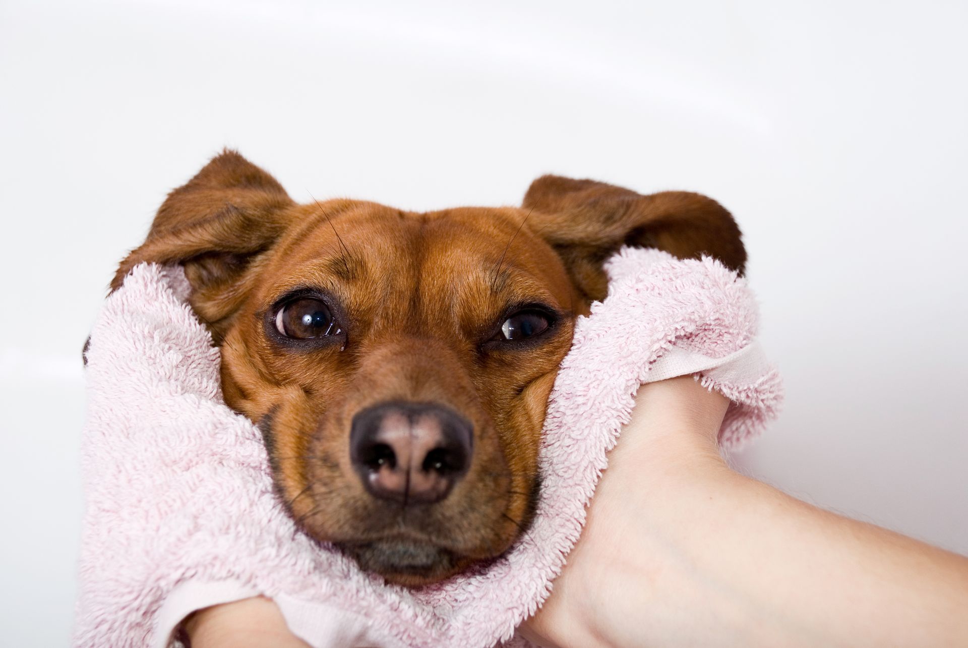 Brown dog wrapped in a pink towel, being held close with only its face showing.