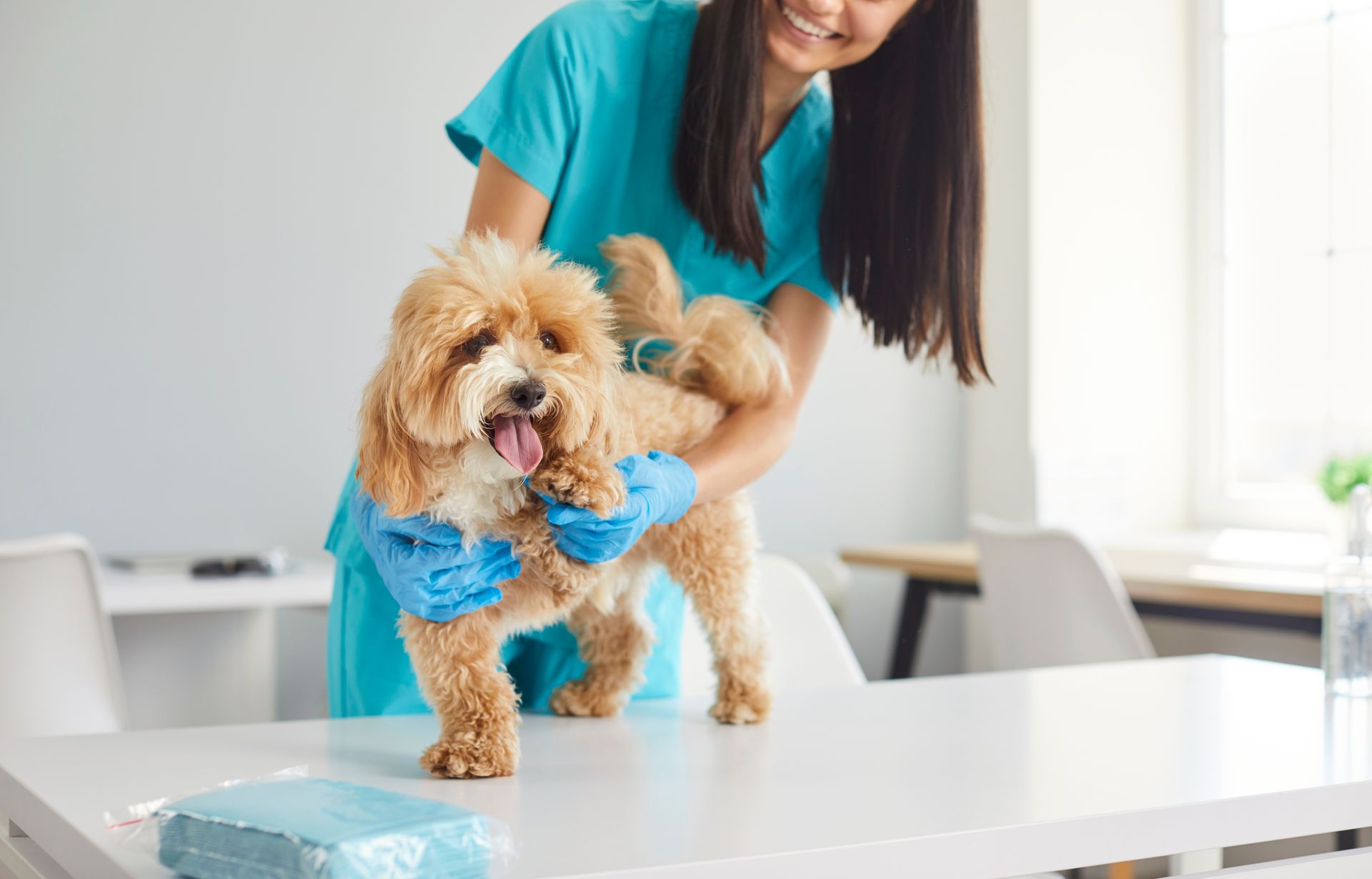 Small tan dog in a blue bandana standing on a white table, with a smiling woman behind it in a bright room