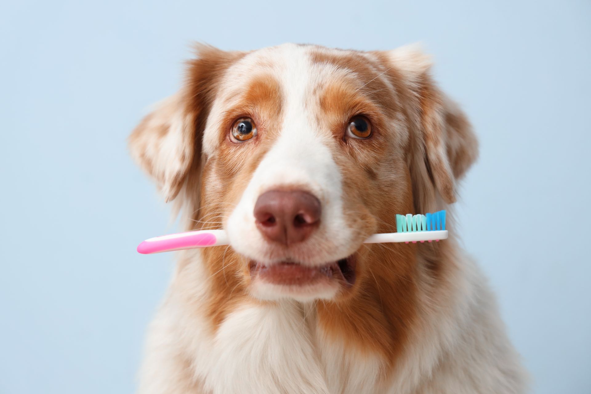 Brown-and-white dog holding a pink and blue toothbrush in its mouth against a light blue background