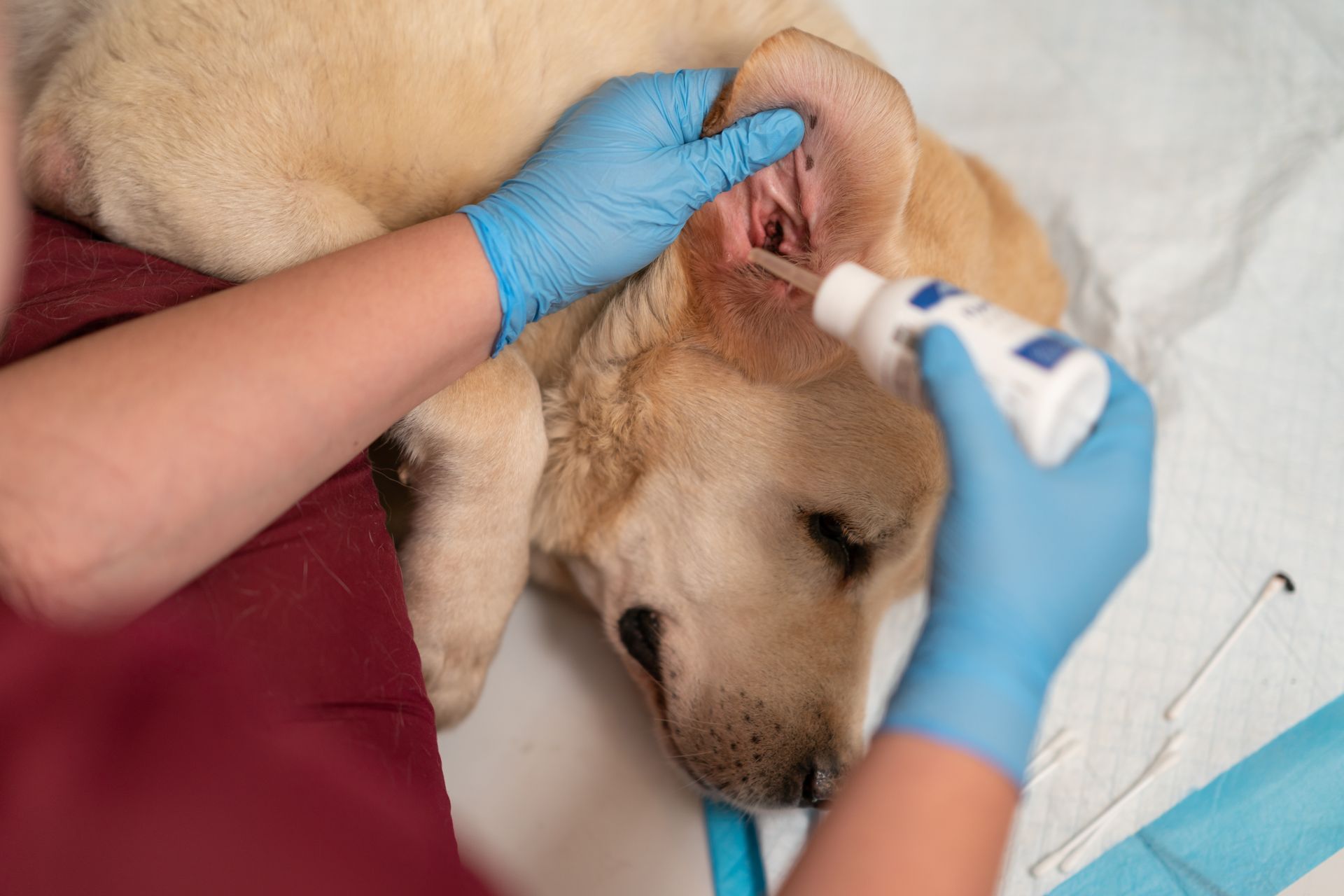Benefits of Routine Groomer Visits for Dog Ear Health