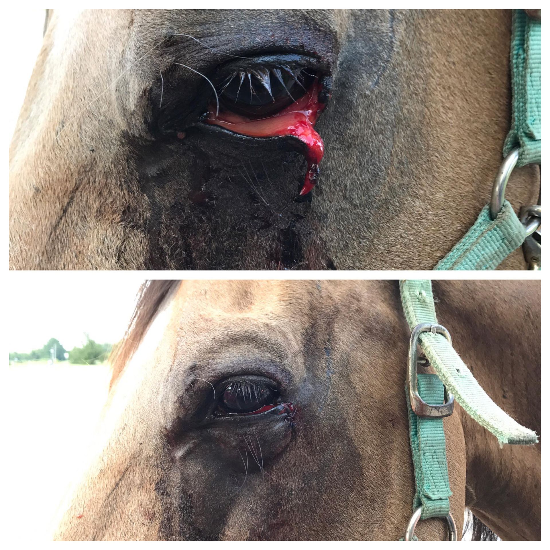 Eye Issues