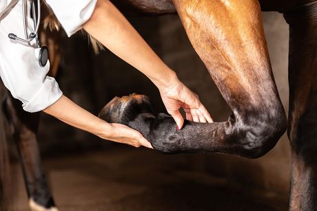 A veterinarian is examining the leg of a horse.