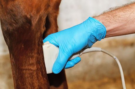 A person wearing blue gloves is using an ultrasound machine on a horse.