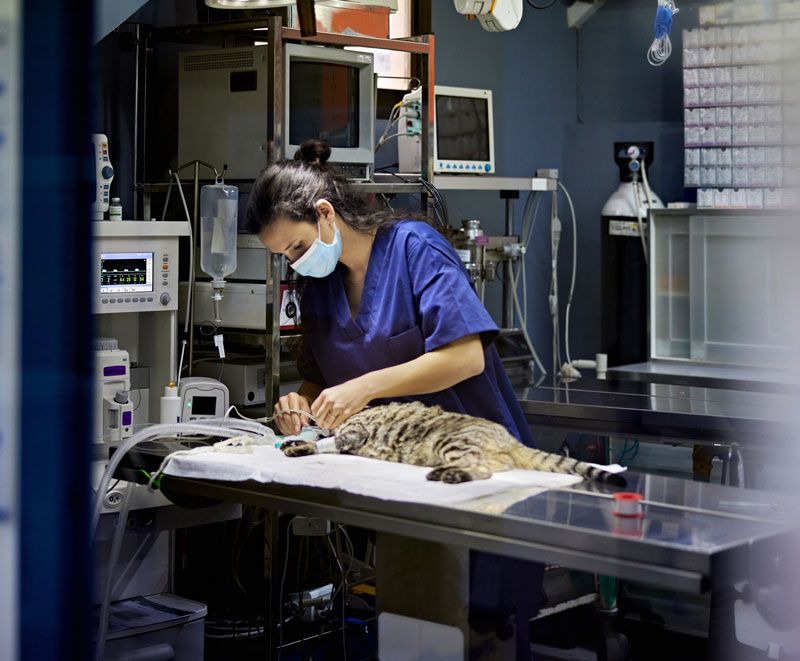 Cat Surgery — Bolivar, MO — Countryside Veterinary Small Animal Clinic Cat Surgery — Bolivar, MO — Countryside Veterinary Small Animal Clinic