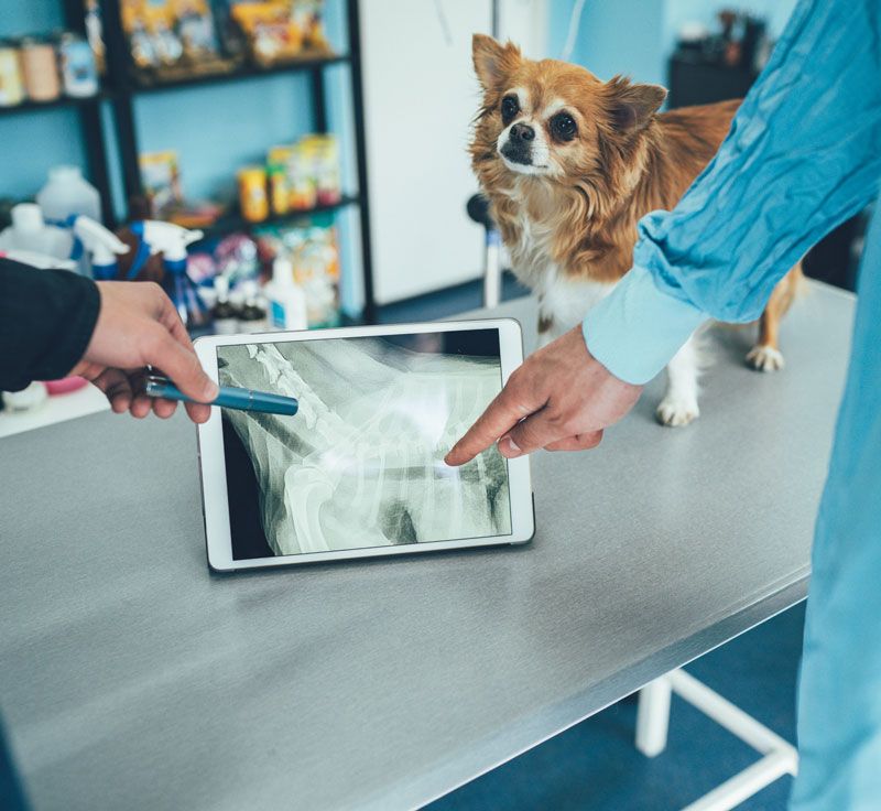 Dog X-ray — Bolivar, MO — Countryside Veterinary Small Animal Clinic Dog X-ray — Bolivar, MO — Countryside Veterinary Small Animal Clinic