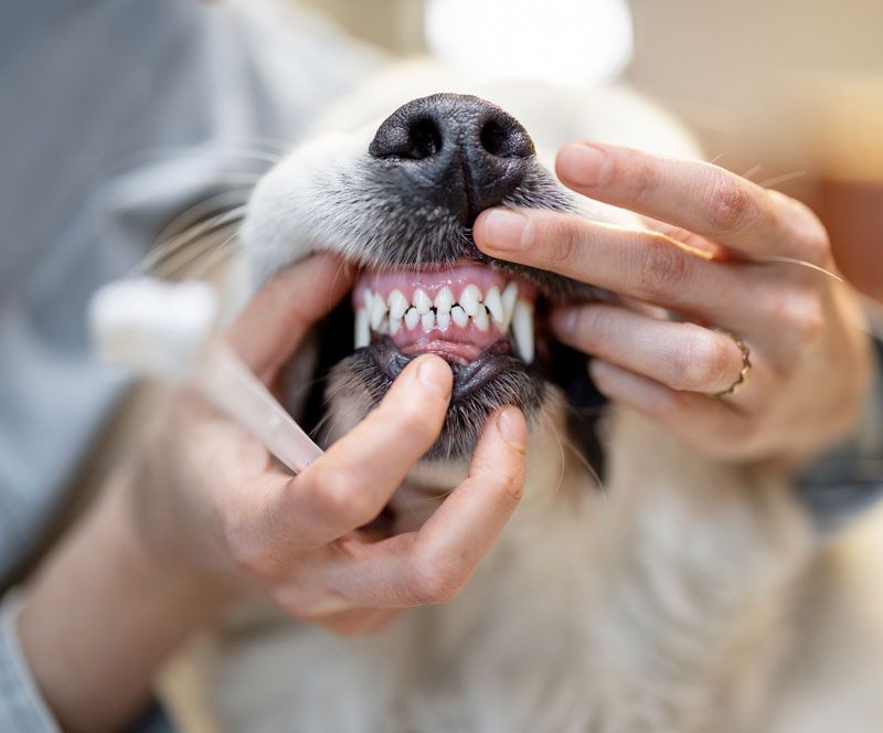 Pet Dental Care — Bolivar, MO — Countryside Veterinary Small Animal Clinic Pet Dental Care — Bolivar, MO — Countryside Veterinary Small Animal Clinic
