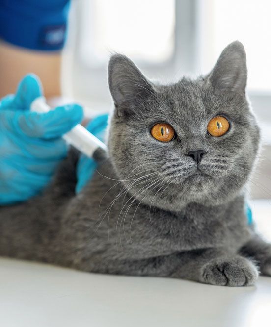 Pet Vaccination — Bolivar, MO — Countryside Veterinary Small Animal Clinic Pet Vaccination — Bolivar, MO — Countryside Veterinary Small Animal Clinic