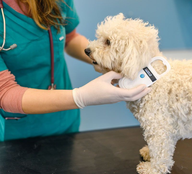 Scanning Microchip — Bolivar, MO — Countryside Veterinary Small Animal Clinic Scanning Microchip — Bolivar, MO — Countryside Veterinary Small Animal Clinic