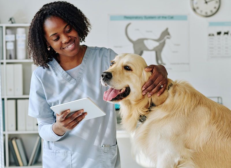 Dog And Vet — Bolivar, MO — Countryside Veterinary Small Animal Clinic Dog And Vet — Bolivar, MO — Countryside Veterinary Small Animal Clinic