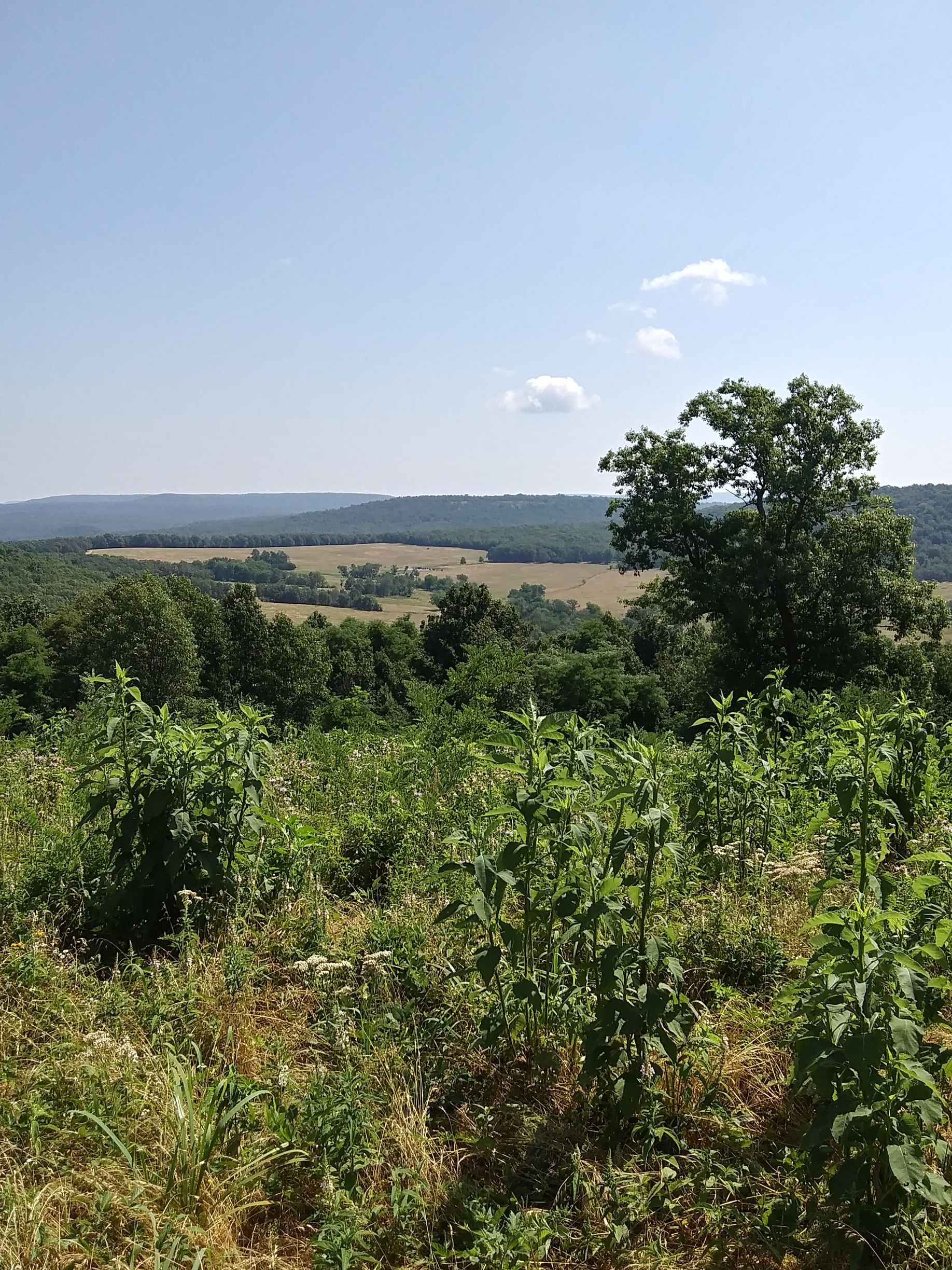 A lush green field with trees and a blue sky in the background