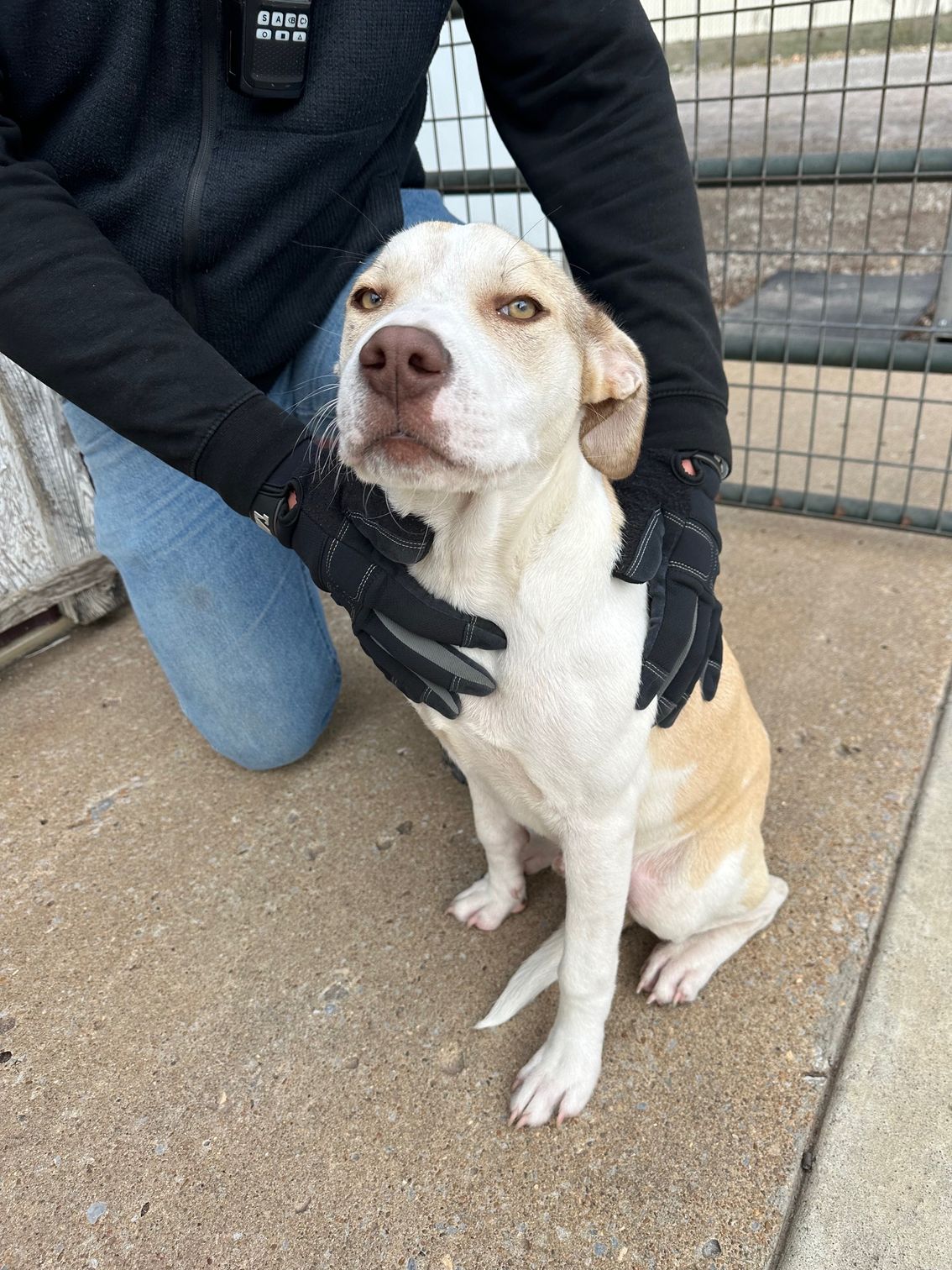Dogs of all ages and breeds can find themselves homeless or lost, then found by the animal control officer. Dogs of all ages and breeds can find themselves homeless or lost, then found by the animal control officer.