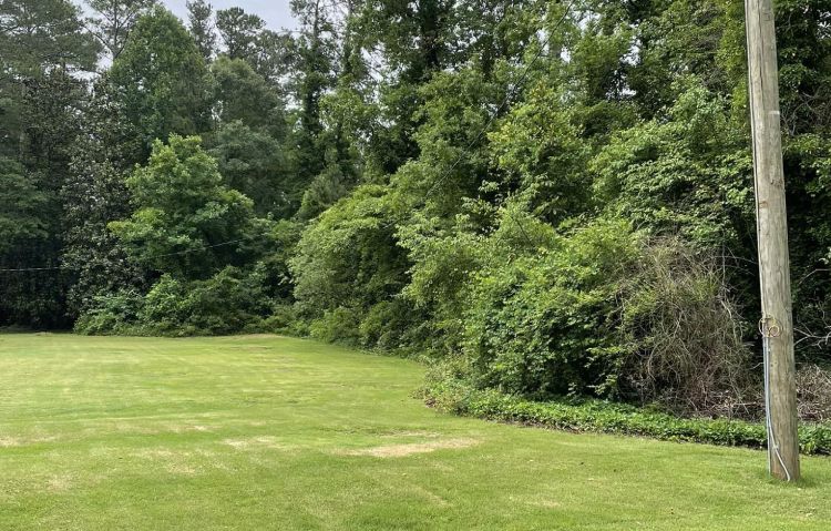 land clearing with forestry mulching