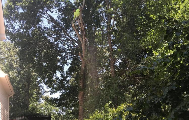 local tree cutting service