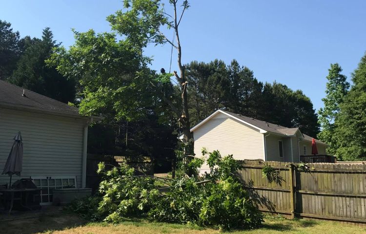 residential tree trimming