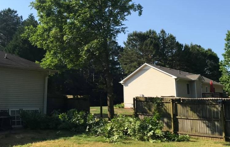 tree cutting and removal solutions