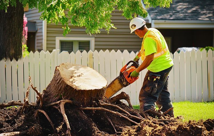 tree cutting services