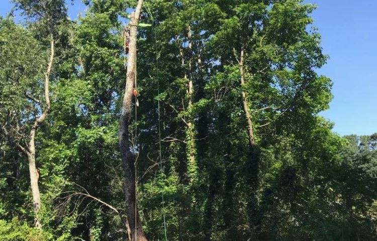 tree removal experts near you