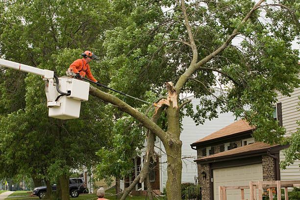 safe tree removal services