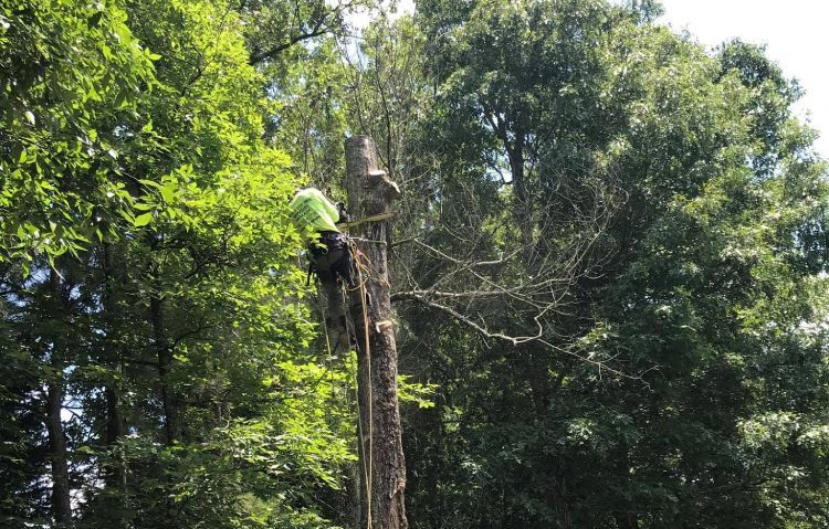 tree trimming experts